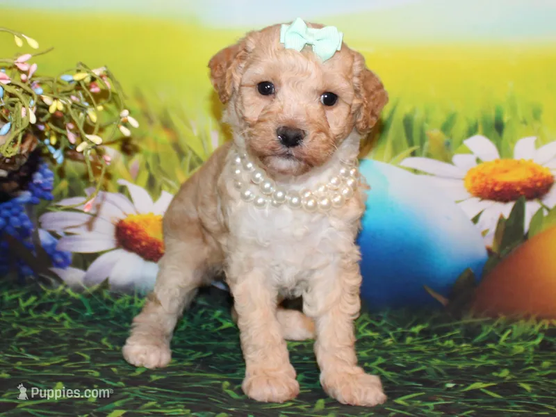 Maggie Lea – Poodle - Miniature  puppy for sale in Lead Hill, AR