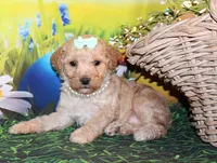 Maggie Lea, a female Poodle - Miniature  for sale in Lead Hill, AR – Photo 6 of 10