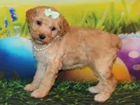 Maggie Lea, a female Poodle - Miniature  for sale in Lead Hill, AR – Photo 2 of 10