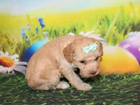 Maggie Lea, a female Poodle - Miniature  for sale in Lead Hill, AR – Photo 5 of 10