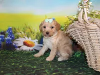 Maggie Lea, a female Poodle - Miniature  for sale in Lead Hill, AR – Photo 7 of 10