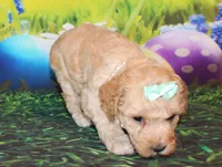 Maggie Lea, a female Poodle - Miniature  for sale in Lead Hill, AR – Photo 3 of 10