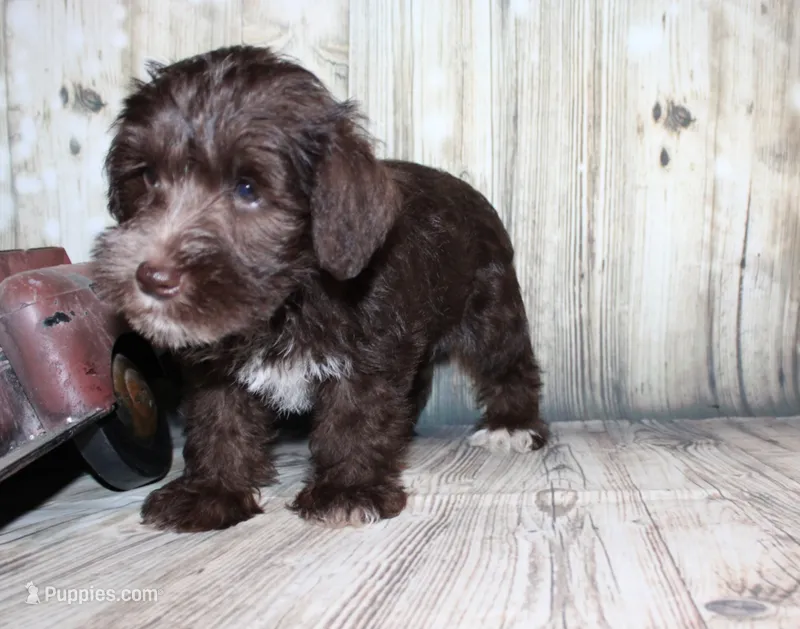 Oliver – Miniature Schnauzer puppy for sale in Lead Hill, AR
