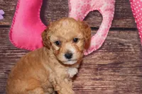 processed/dd663381-8f16-40b3-abef-d286489e18e0/listing/31c56f6b-f225-4408-9438-3c4d2c48ae42/45402ddf-05b5-4928-a001-7cdbd15bd126