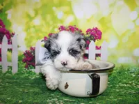 Blue, a male Miniature Schnauzer for sale in Lead Hill, AR – 8 of 10