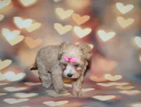 Opal Mae, a female Maltipoo for sale in Lead Hill, AR – 6 of 10