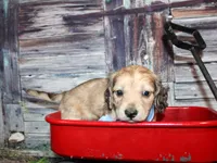 Tanner, a male Miniature Dachshund for sale in Lead Hill, AR – 9 of 10