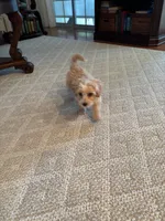 Addie, a female Maltipoo for sale in Lead Hill, AR – 2 of 3