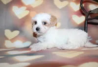 Max, a male Maltipoo for sale in Lead Hill, AR – 8 of 10