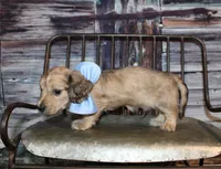 Tanner, a male Miniature Dachshund for sale in Lead Hill, AR – 2 of 10