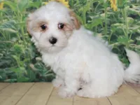 Max, a male Maltipoo for sale in Lead Hill, AR – 5 of 10