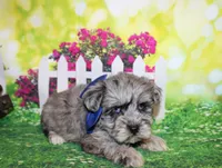 Oliver, a male Miniature Schnauzer for sale in Lead Hill, AR – 4 of 10