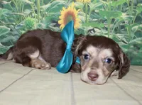 Charlie , a male Miniature Dachshund for sale in Lead Hill, AR – 2 of 10