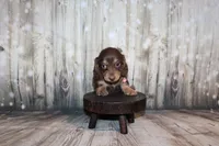 Bean, a female Miniature Dachshund for sale in Lead Hill, AR – 5 of 10