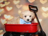 Henry, a male Maltipoo for sale in Lead Hill, AR – 7 of 10