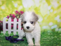 Tiny, a male Miniature Schnauzer for sale in Lead Hill, AR – 4 of 10