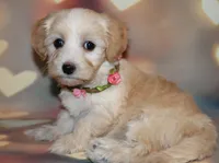 Daisy , a female Maltipoo for sale in Lead Hill, AR – 5 of 10
