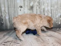 Loki, a female Poodle - Miniature  for sale in Lead Hill, AR – 5 of 10