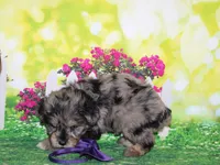 Norman, a male Miniature Schnauzer for sale in Lead Hill, AR – 8 of 10