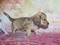 Angel , a female Miniature Dachshund for sale in Lead Hill, AR – 6 of 10