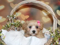 Opal Mae, a female Maltipoo for sale in Lead Hill, AR – 9 of 10
