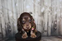 Bean, a female Miniature Dachshund for sale in Lead Hill, AR – 8 of 10
