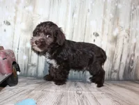 Oliver, a male Miniature Schnauzer for sale in Lead Hill, AR – 7 of 10