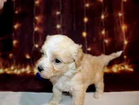 Leon, a male Maltipoo for sale in Lead Hill, AR – 1 of 10
