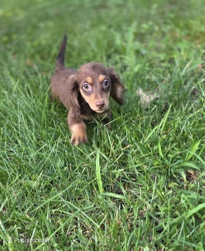 Bean – Miniature Dachshund puppy for sale in Lead Hill, AR