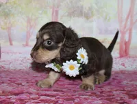 Darcy, a female Miniature Dachshund for sale in Lead Hill, AR – 2 of 10