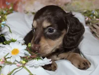 Darcy, a female Miniature Dachshund for sale in Lead Hill, AR – 8 of 10