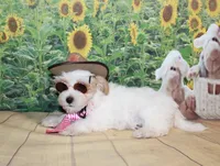 Max, a male Maltipoo for sale in Lead Hill, AR – 2 of 10