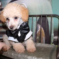 Sonny Lee, a male Poodle - Miniature  for sale in Lead Hill, AR – 4 of 10