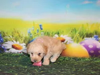 Sonny Lee, a male Poodle - Miniature  for sale in Lead Hill, AR – Photo 9 of 10