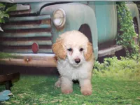 Sonny Lee, a male Poodle - Miniature  for sale in Lead Hill, AR – 8 of 10