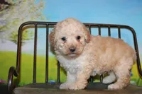 Sonny Lee, a male Poodle - Miniature  for sale in Lead Hill, AR – Photo 10 of 10