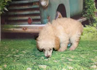 Sonny Lee, a male Poodle - Miniature  for sale in Lead Hill, AR – 5 of 10
