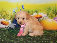 Sonny Lee, a male Poodle - Miniature  for sale in Lead Hill, AR – Photo 4 of 10