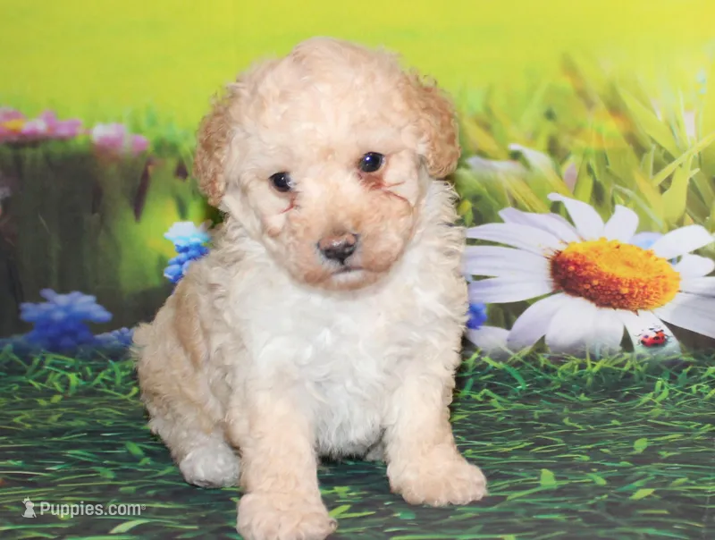 Sonny Lee – Poodle - Miniature  puppy for sale in Lead Hill, AR