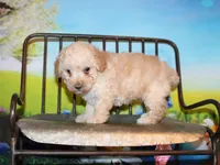 Sonny Lee, a male Poodle - Miniature  for sale in Lead Hill, AR – Photo 8 of 10