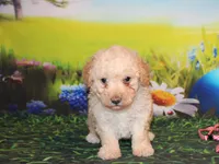 Sonny Lee, a male Poodle - Miniature  for sale in Lead Hill, AR – Photo 5 of 10