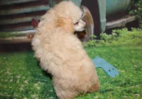 Sonny Lee, a male Poodle - Miniature  for sale in Lead Hill, AR – 10 of 10