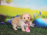 Sonny Lee, a male Poodle - Miniature  for sale in Lead Hill, AR – Photo 7 of 10