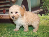 Sonny Lee, a male Poodle - Miniature  for sale in Lead Hill, AR – 3 of 10