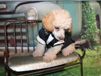 Sonny Lee, a male Poodle - Miniature  for sale in Lead Hill, AR – 6 of 10