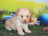 Sonny Lee, a male Poodle - Miniature  for sale in Lead Hill, AR – Photo 2 of 10