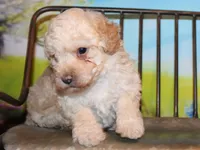 Sonny Lee, a male Poodle - Miniature  for sale in Lead Hill, AR – Photo 6 of 10
