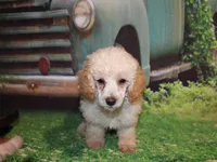 Sonny Lee, a male Poodle - Miniature  for sale in Lead Hill, AR – 7 of 10