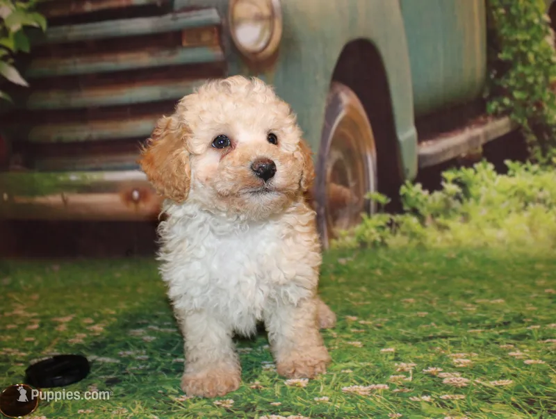 Sonny Lee – Poodle - Miniature  puppy for sale in Lead Hill, AR