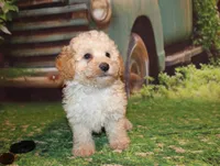 Sonny Lee, a male Poodle - Miniature  for sale in Lead Hill, AR – 2 of 10